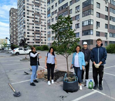 Посадка деревьев в ЖК Кристалл