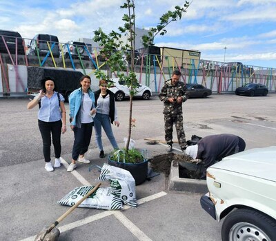 Посадка деревьев в ЖК Кристалл